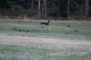 Bouncing fallow deer