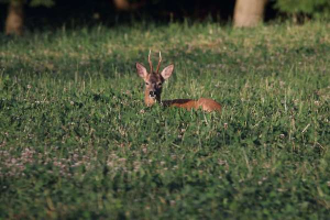 Relaxing roe deer