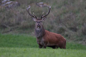 Male red deer