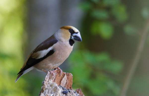 Hawfinch