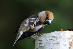 Scratching hawfinch