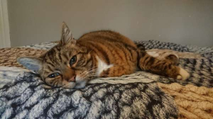 Nieuw dekbed inwijden