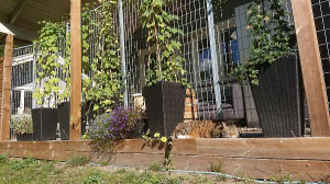 Het zware leven van een kat