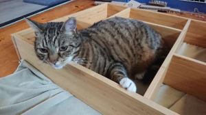 Kastje in elkaar zetten