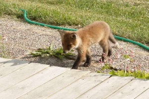Young fox