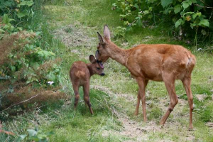 Roe deer with fawn