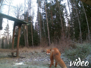 Fox at feeding table