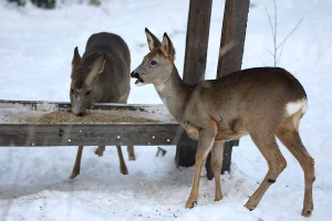 Roe deer in the snow