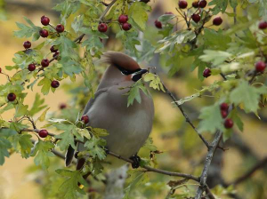 Waxwings