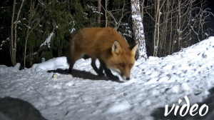 Fox near the cottage
