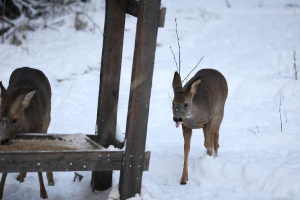 Roe deer still in the snow