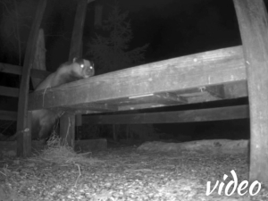 Badger back for a winter snack