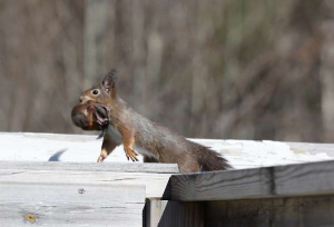 Mother squirrel moving her kittens