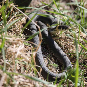 Grass snakes at the pond