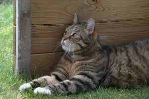 Vogeltjes kijken in de tuin