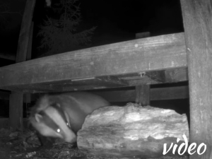 The badger has noticed spring has started