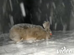 Hare in the snow