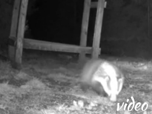 The badgers are fully back after winter