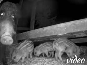 Wild boar mom with four piglets