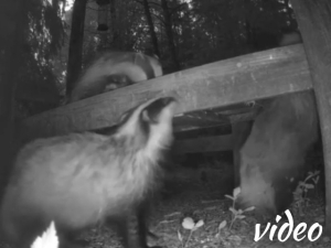 Badger slow tv