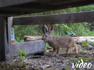 Young hare