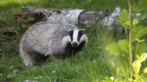 Beautiful badger