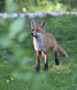 Fox