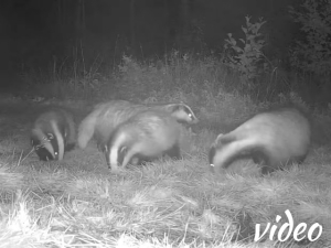 New record: four badgers together!