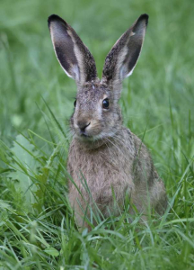Two ears