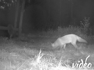 Badger and fox eating together