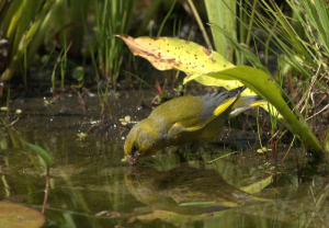 Greenfinch