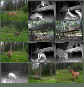 36 hours at the feeding spots