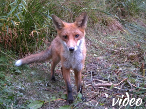Fox by the pond