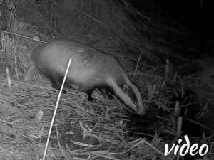 Badger drinking relay race