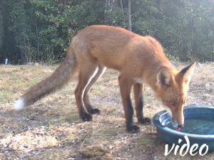 Squirrel and fox drinking from a birdbath