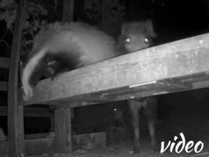 Badger defends its food against wild boar