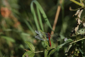 Dragonfly in focus
