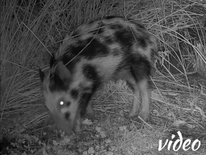 Spotted wild boar drinking