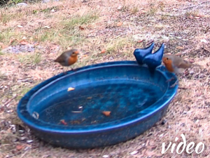 Three robins at the birdbath