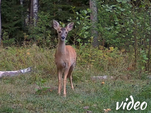 Mother roe deer with fawn