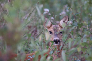 Fallow deer fawn