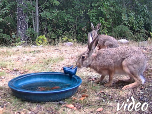 Two hares together