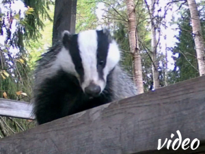 Badger eating while a deer passes