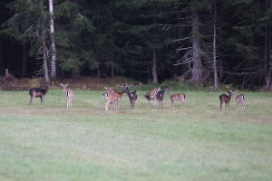 Herd of fallow deer