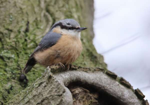Nuthatch