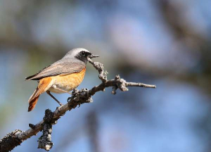 Common redstart