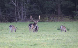 Fallow deer