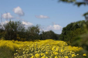Rapeseed