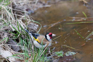 European goldfinch