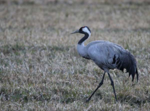 Common crane